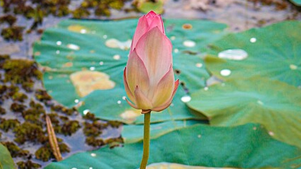 ইসির প্রতীক তালিকায় শাপলা কলি